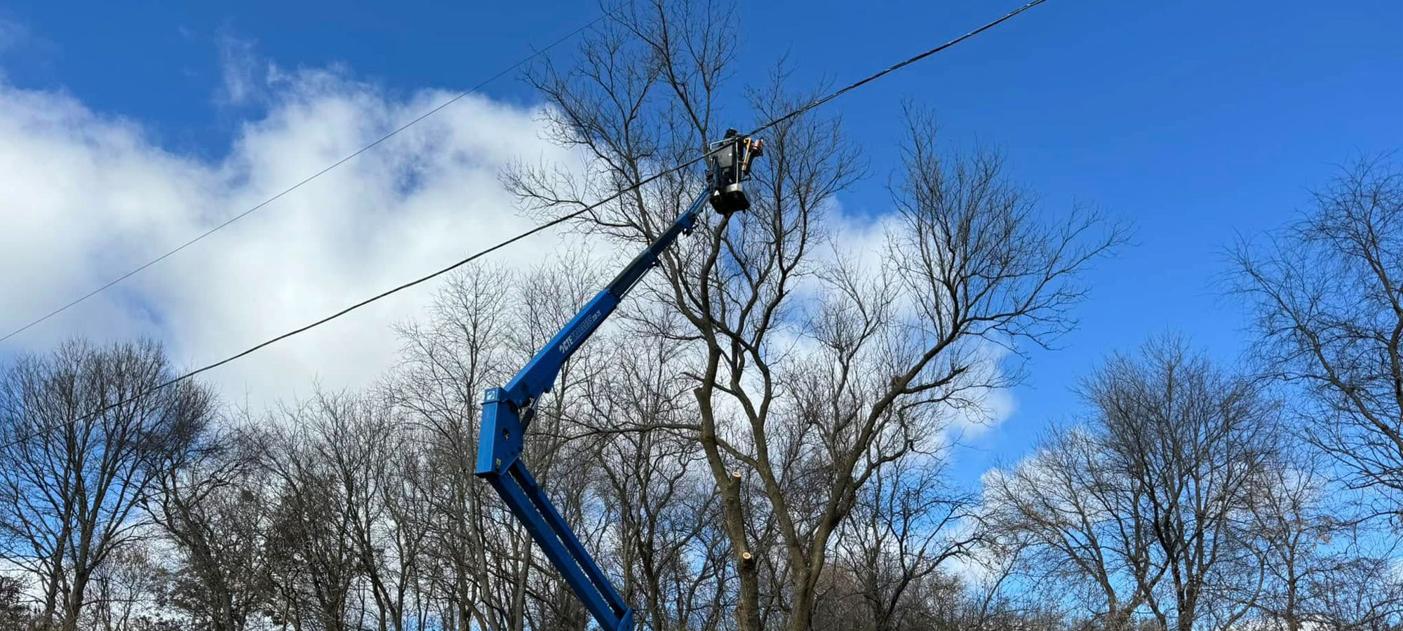 Man in lift cutting tree